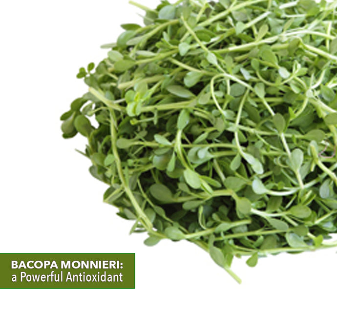 Bacopa Monnieri: A Powerful Antioxidant