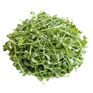 Bacopa Monnieri, An Ayurvedic Treasure