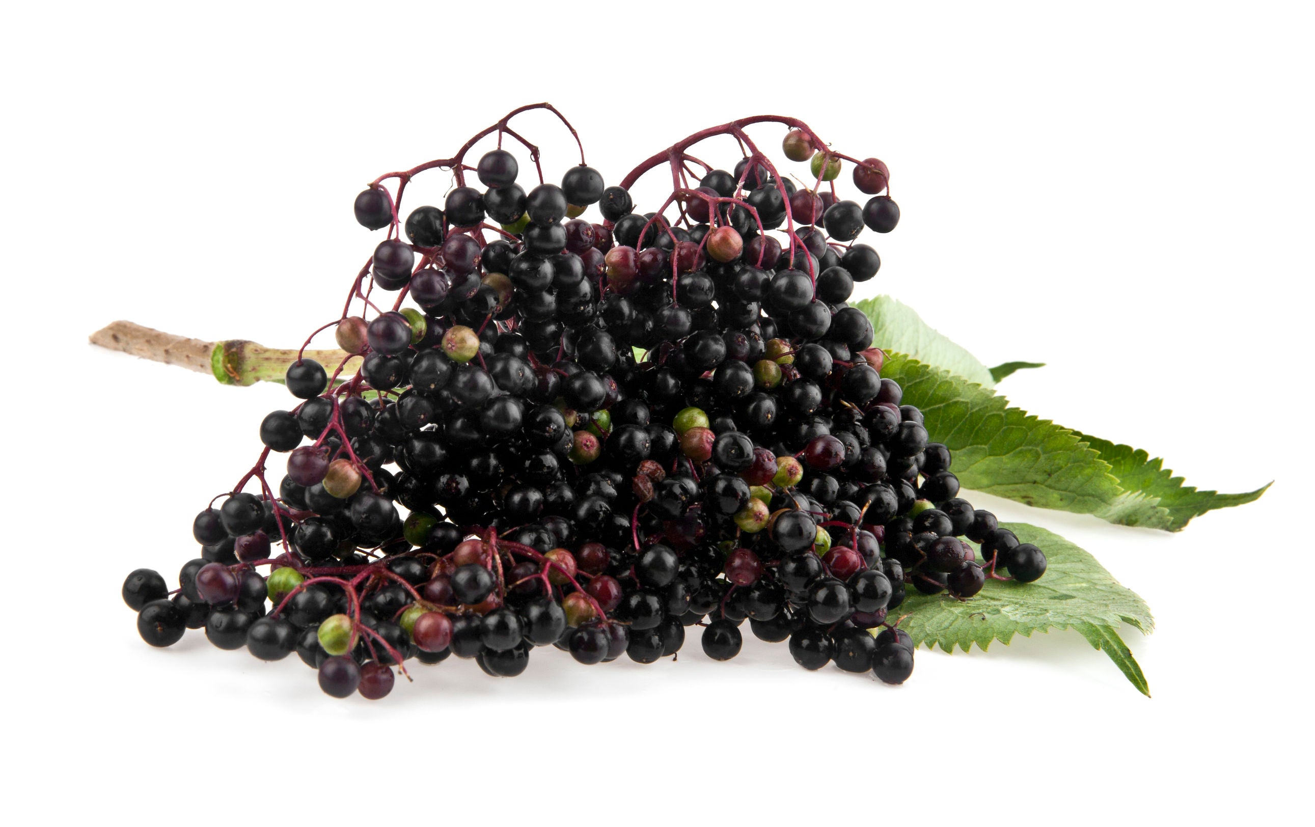 Can Elderberries Help Fight Flu-like Symptoms?